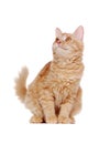 portrait of a sitting red cat Royalty Free Stock Photo