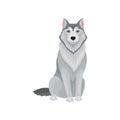 Portrait of sitting Siberian husky, front view. Lovely dog with gray coat and blue shiny eyes. Flat vector for pet food