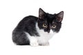 portrait of a sitting small black and white kitten Royalty Free Stock Photo