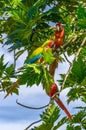 Portrait of sitting yellow breast Ara. Ara ararauna