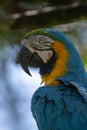 Portrait of sitting yellow breast Ara. Ara ararauna