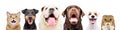 Portrait of six cute funny pets Royalty Free Stock Photo