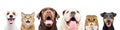 Portrait of six cute funny pets Royalty Free Stock Photo