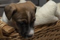 Portrait of a six week old Jack Russell Terrier puppy looking out of a basket Royalty Free Stock Photo