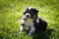 Portrait of six week old puppy of border collie. Royalty Free Stock Photo
