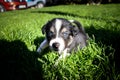 Portrait of six week old puppy of border collie Royalty Free Stock Photo