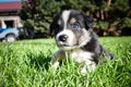 Portrait of six week old puppy of border collie Royalty Free Stock Photo