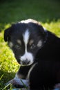 Portrait of six week old puppy of border collie. Royalty Free Stock Photo