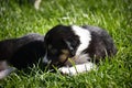 Portrait of six week old puppy of border collie. Royalty Free Stock Photo