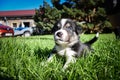 Portrait of six week old puppy of border collie Royalty Free Stock Photo