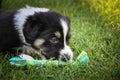 Portrait of six week old puppy Royalty Free Stock Photo