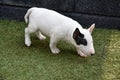 Miniature bull terrier puppy discovers the world