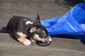 Miniature bull terrier puppy discovers the world