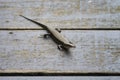 Portrait of skink, scincidae, on old wooden bridge, selective focus