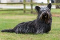 Portrait of small black Skye Terrier sitting in field Royalty Free Stock Photo