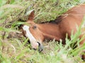 Portrait of sleeping arabian foal in the meadow