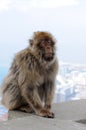 Portrait of a sleeping barbary macaque in Gibraltar