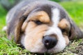 Portrait of a sleeping beagle puppy closeup