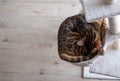 Portrait of a sleeping bengal cat Royalty Free Stock Photo