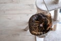 Portrait of a sleeping bengal cat Royalty Free Stock Photo