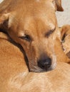 portrait of sleeping brown dog in the sun Royalty Free Stock Photo