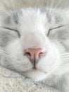 portrait of sleeping cat