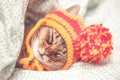 Portrait of a sleeping cat in a hat, the animal is sleeping, sick or relaxing. Royalty Free Stock Photo