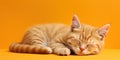 Portrait of a sleeping cat at plain orange color background