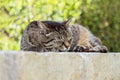 Portrait of sleeping cute brown tabby cat. Royalty Free Stock Photo