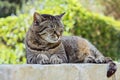 Portrait of sleeping cute brown tabby cat. Royalty Free Stock Photo