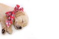 Portrait of sleeping dog, Golden retriever puppy Royalty Free Stock Photo