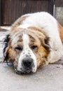 Portrait of a sleeping Central Asian Shepherd Alabai dog resting its head on its paws Royalty Free Stock Photo