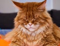 Portrait of sleeping ginger Maine Coon cat