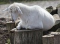 Portrait of sleeping goat Royalty Free Stock Photo