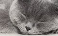 Portrait of a sleeping gray cat close up.