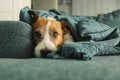 Portrait of sleeping Jack Russell dog on the sofa