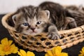 Portrait of a sleeping kitten with a sleepy look looking at the camera Royalty Free Stock Photo