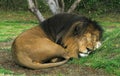 Portrait Of A Sleeping Lion