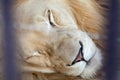 Portrait of sleeping lion in cage of zoo. Royalty Free Stock Photo