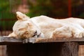 Portrait of a sleeping lion Royalty Free Stock Photo