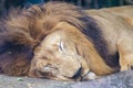 Portrait of sleeping lion Royalty Free Stock Photo