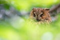Portrait of a sleeping long eared owl in the tree