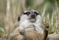 Portrait of a sleeping meerkat Royalty Free Stock Photo