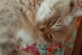 Portrait of sleeping Neva Masquerade silver-tabby point cat Royalty Free Stock Photo