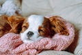 Portrait of sleeping puppy Cavalier King Charles Spaniel. Little one took nap on pink knitted blanket on soft bed. Royalty Free Stock Photo