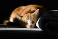 Portrait of a sleeping red cat with closed eyes against a black background Royalty Free Stock Photo