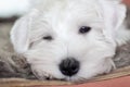 Portrait of a sleeping white puppy close-up.