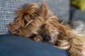 Portrait of a sleeping yorkshire terrier dog with cute ponytail Royalty Free Stock Photo