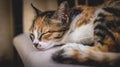 Sleepy calico cat portrait