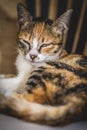 Sleepy calico cat portrait